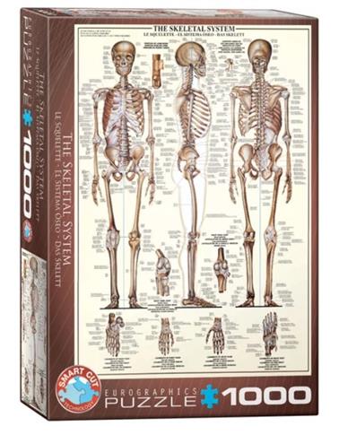 EUROGRAPHICS, PUZZLE, THE SKELETAL SYSTEM, 1000 EL