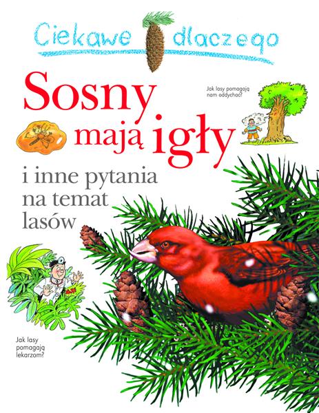 CIEKAWE DLACZEGO SOSNY MAJĄ IGŁY