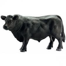 ANGUS CZARNY BYK