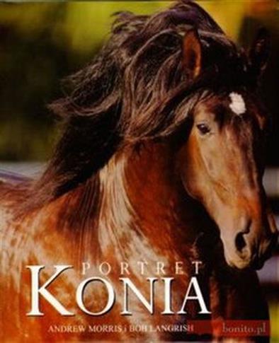 Portret konia